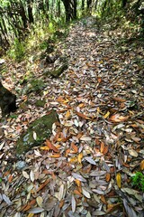 Dry leaves on path, Jabarkhet Nature Reserve , Mussoorie , Uttarakhand , India