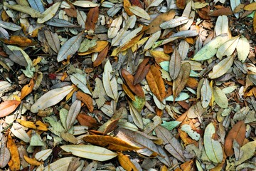 Dry leaves on path, Jabarkhet Nature Reserve , Mussoorie , Uttarakhand , India