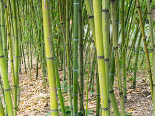Fototapeta premium A cozy bamboo grove with tall stems creating green twilight and tranquility, ideal for meditation and relaxation