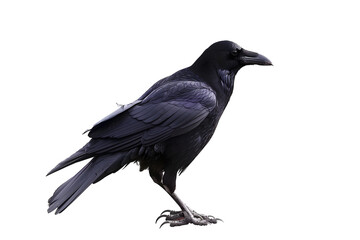 Fototapeta premium crow on white background