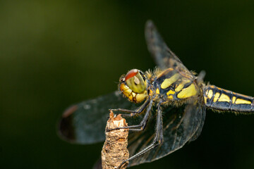 close up of a dragonfly