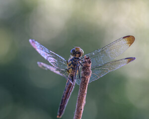 dragonfly on a branch