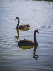 black swan on the lake