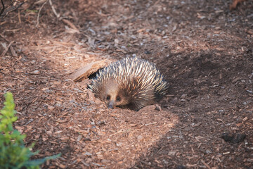 Echidna in Wildlife Zoo, Australia