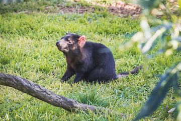 Tasmanian devil
