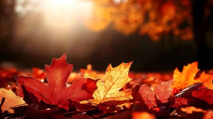 Autumn Leaves Sunlit, Text Space on Blurred Background for Seasonal Design