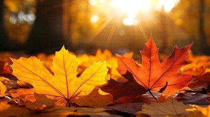 Autumn Leaves Sunlit, Text Space on Blurred Background for Seasonal Design