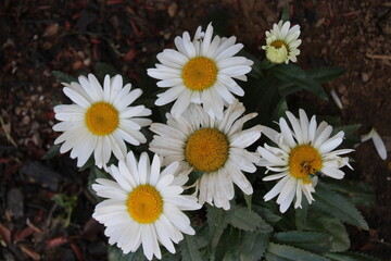 white daisies in a garden