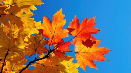 Bright autumn leaves in sunlight against a clear blue sky, highlighting the beauty of the season