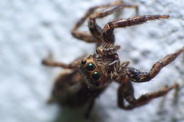 jumping spider macro close up on the white background 