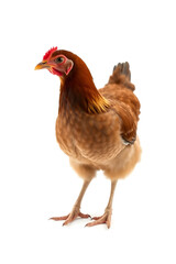 A close-up of a brown chicken with a reddish-brown comb and wattles, standing against a white background. The chicken has a plump body and detailed feathers, showcasing its natural beauty.