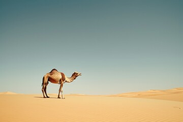 A solitary camel stands gracefully in the vast, serene desert under a clear, expansive sky, epitomizing solitude and resilience.