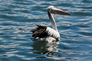 Pensive Looking Australian Pelican