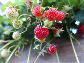 Strawberry fruit