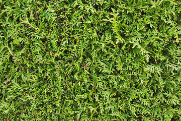 Natural green plant background. Green texture from plant leaves