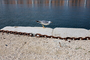 Möwe am Ufer eines Kanals in Venedig
