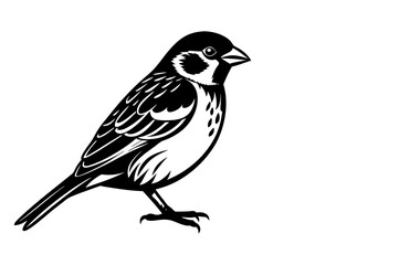 Black and white Sparrow drawing 