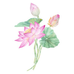 Lotus flowers,leaves,seeds. Hand drawn watercolor illustration of pink water lily,green leaves and seeds.Botanical drawing.Set with lotuses for design