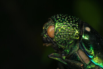 Macro shot of a green beetle on a dark background