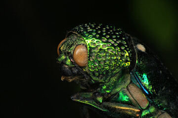Macro shot of a green beetle on a dark background