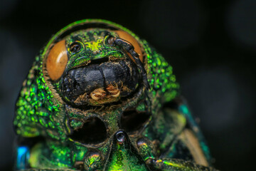 Macro shot of a green beetle on a dark background