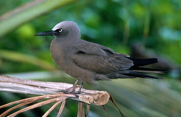 Noddi brun,.Anous stolidus, Brown Noddy