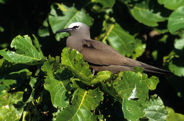 Noddi brun,.Anous stolidus, Brown Noddy