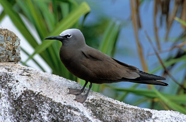 Noddi brun,.Anous stolidus, Brown Noddy