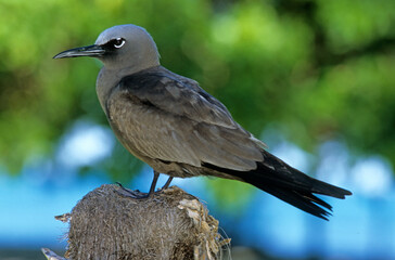 Noddi brun,.Anous stolidus, Brown Noddy