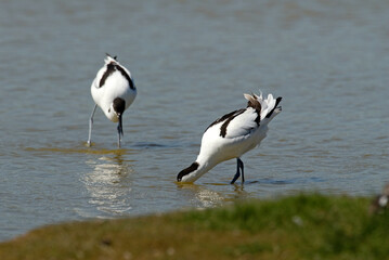Avocette élégante, Recurvirostra avosetta, Pied Avocet