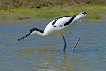 Obraz premium Avocette élégante, Recurvirostra avosetta, Pied Avocet