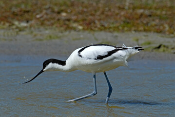 Avocette élégante, Recurvirostra avosetta, Pied Avocet