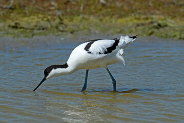 Avocette élégante, Recurvirostra avosetta, Pied Avocet