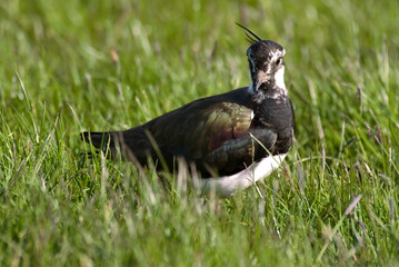 Vanneau huppé,.Vanellus vanellus, Northern Lapwing
