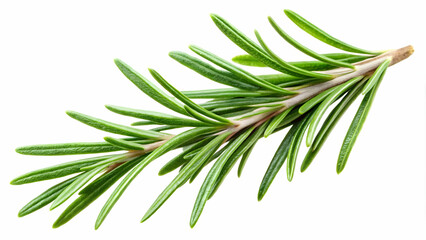 Fototapeta premium Natural rosemary sprig with needle-like leaves, ideal for cooking or crafting.Aromatic rosemary plant, transparent background 