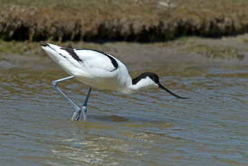 Avocette élégante, Recurvirostra avosetta, Pied Avocet