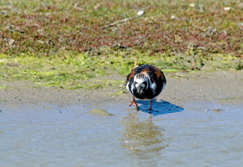 Tournepierre à collier,.Arenaria interpres , Ruddy Turnstone