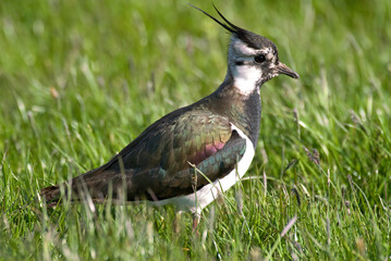 Vanneau huppé,.Vanellus vanellus, Northern Lapwing