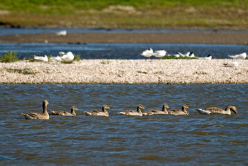 Oie cendrée, Anser anser, Greylag Goose, Mouette rieuse,.Chroicocephalus ridibundus, Black headed Gull