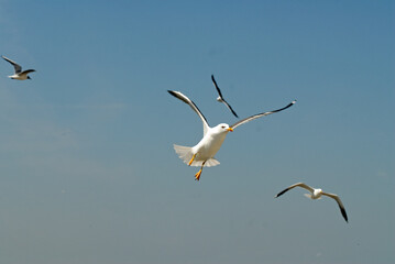 Goéland brun,.Larus fuscus, Lesser Black backed Gull