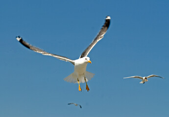 Go&eacute;land argent&eacute;,.Larus argentatus, European Herring Gull