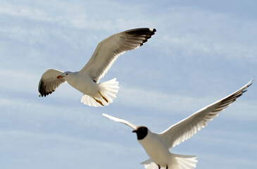 Fototapeta premium Goéland argenté,.Larus argentatus, European Herring Gull, Mouette rieuse,.Chroicocephalus ridibundus, Black headed Gull