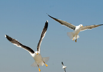Goéland brun,.Larus fuscus, Lesser Black backed Gull