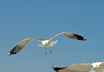 Goéland argenté,.Larus argentatus, European Herring Gull
