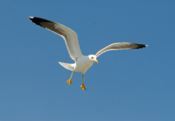 Goéland argenté,.Larus argentatus, European Herring Gull