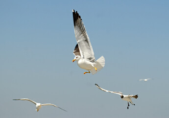 Goéland argenté,.Larus argentatus, European Herring Gull