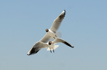 Mouette rieuse,.Chroicocephalus ridibundus, Black headed Gull