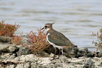 Vanneau huppé,.Vanellus vanellus, Northern Lapwing