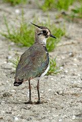 Vanneau huppé,.Vanellus vanellus, Northern Lapwing