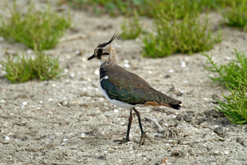 Vanneau huppé,.Vanellus vanellus, Northern Lapwing